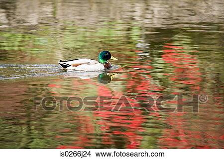Picture - A duck on a pond. Fotosearch