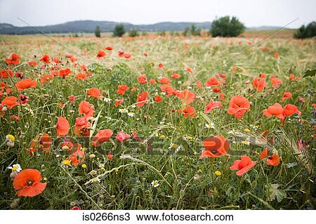 A field of poppies View Large Photo Image Stock Image - A field of poppies. Fotosearch