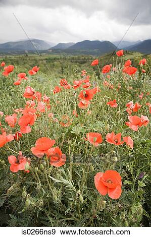 A field of poppies View Large Photo Image Stock Photo - A field of poppies. Fotosearch