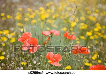 Stock Photography - A field of poppies. Fotosearch