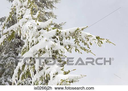 A fir tree covered in snow View Large Photo Image Stock Image - A fir tree covered in snow. Fotosearch