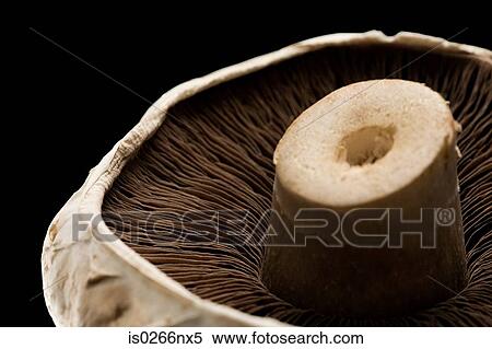 Stock Photography - A mushroom. Fotosearch