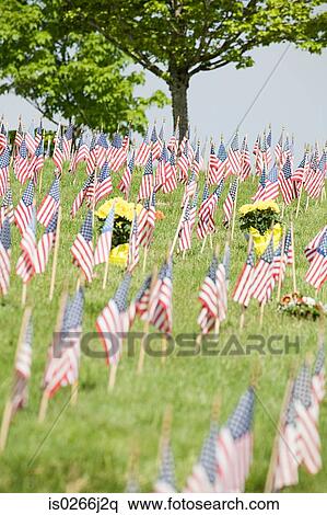 American flags in a cemetery View Large Photo Image Stock Photography - American flags in a cemetery. Fotosearch