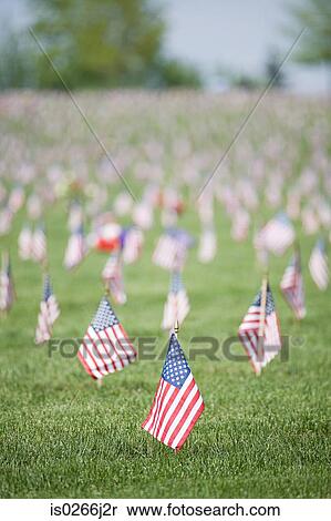 American flags in a cemetery View Large Photo Image Stock Photography - American flags in a cemetery. Fotosearch