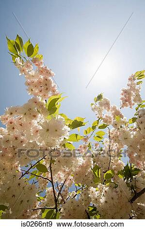 Blossom on a tree View Large Photo Image Stock Photo - Blossom on a tree . Fotosearch