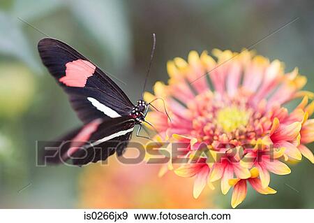 Butterfly on a petal View Large Photo Image Stock Photo - Butterfly on a petal. Fotosearch