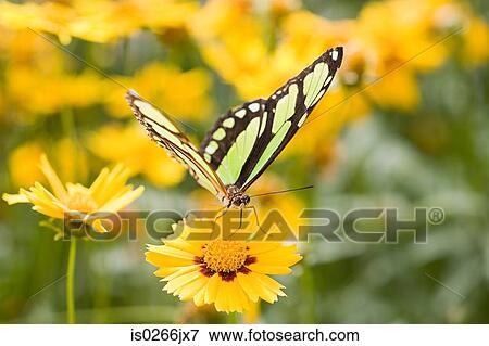 Butterfly on a yellow flower View Large Photo Image Stock Photo - Butterfly on a yellow flower. Fotosearch