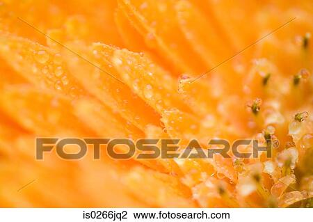 Close up of a flower View Large Photo Image Stock Image - Close up of a flower. Fotosearch