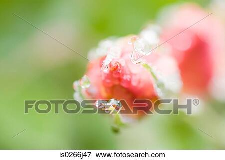 Close up of a rose View Large Photo Image Stock Photo - Close up of a rose. Fotosearch