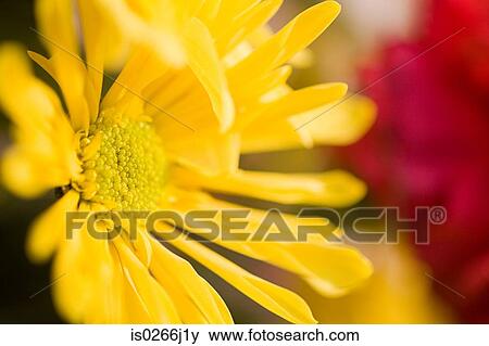 Close up of a yellow flower View Large Photo Image Stock Photo - Close up of a yellow flower. Fotosearch