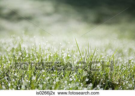 Close up of blades of grass View Large Photo Image Stock Photo - Close up of blades of grass. Fotosearch