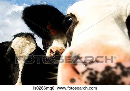 Close up of cows View Large Photo Image Stock Photo - Close up of cows. Fotosearch