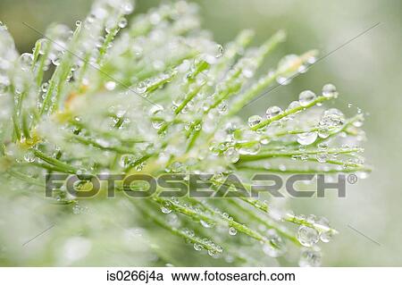 Close up of dew on a fir tree View Large Photo Image Stock Image - Close up of dew on a fir tree. Fotosearch