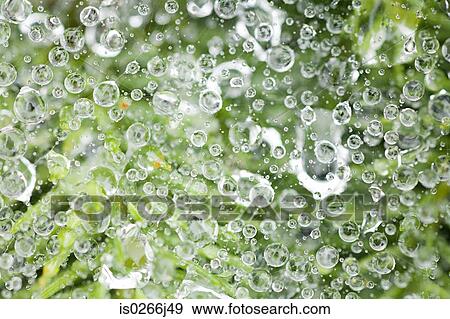 Close up of dew on a spiders web View Large Photo Image Stock Photo - Close up of dew on a spiders web. Fotosearch