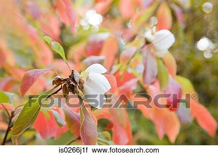 Stock Image - Close up of flowers on a tree. Fotosearch