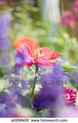 Stock Image - Close up of flowers. Fotosearch
