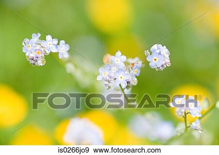 Close up of flowers View Large Photo Image Stock Photo - Close up of flowers. Fotosearch