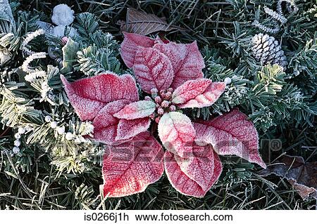 Close up of frost on leaves View Large Photo Image Stock Image - Close up of frost on leaves. Fotosearch