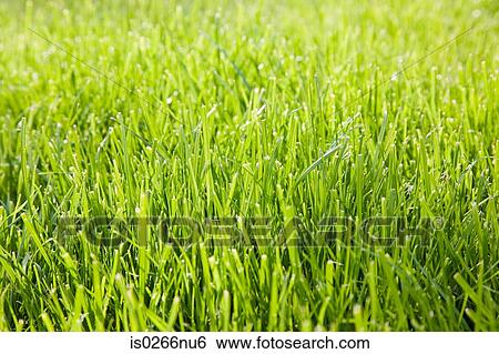 Close up of grass View Large Photo Image Stock Photograph - Close up of grass. Fotosearch