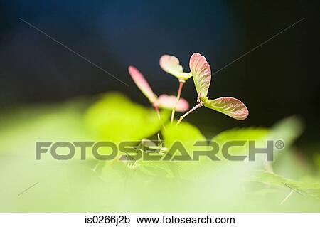 Close up of green leaves View Large Photo Image Stock Image - Close up of green leaves. Fotosearch