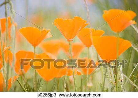 Close up of poppies View Large Photo Image Stock Image - Close up of poppies. Fotosearch