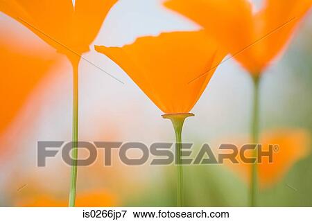 Close up of poppies View Large Photo Image Stock Photo - Close up of poppies. Fotosearch