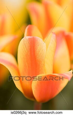 Close up of tulips View Large Photo Image Stock Photography - Close up of tulips. Fotosearch