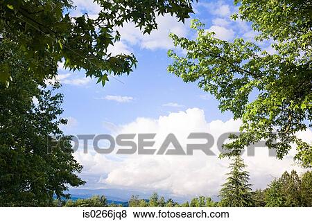 Clouds over trees View Large Photo Image Stock Photo - Clouds over trees. Fotosearch
