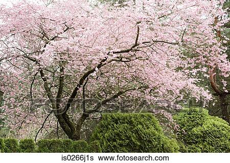 Stock Photograph - Crystal springs garden in oregon. Fotosearch