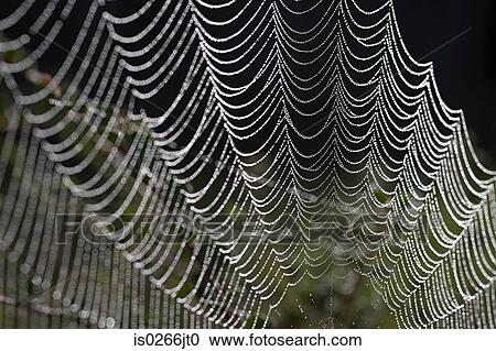 Dew on a cobweb View Large Photo Image Stock Image - Dew on a cobweb. Fotosearch