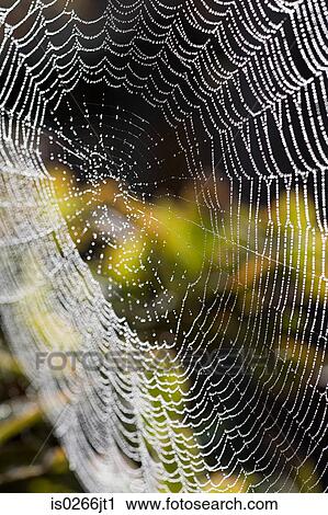 Dew on a cobweb View Large Photo Image Stock Image - Dew on a cobweb. Fotosearch