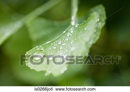Stock Photography - Dew on a leaf. Fotosearch
