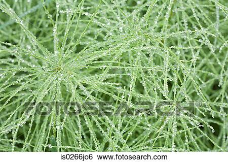 Dew on a plant View Large Photo Image Stock Photograph - Dew on a plant. Fotosearch