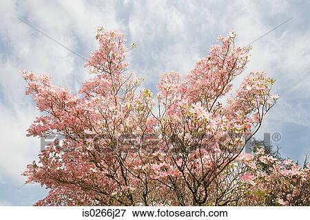 Stock Photo - Dogwood tree with blossom on it. Fotosearch