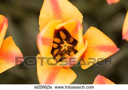 Elevated view of tulips View Large Photo Image Stock Photograph - Elevated view of tulips. Fotosearch