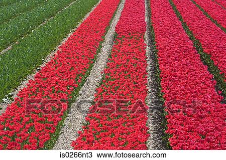 Field of tulips View Large Photo Image Stock Image - Field of tulips . Fotosearch