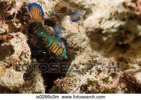 Fish in coral View Large Photo Image Picture - Fish in coral. Fotosearch