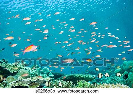 Fish swimming off sipadan island View Large Photo Image Stock Image - Fish swimming off sipadan island. Fotosearch