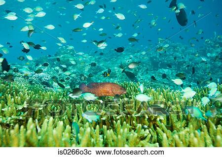 Stock Image - Fish swimming off sipadan island. Fotosearch