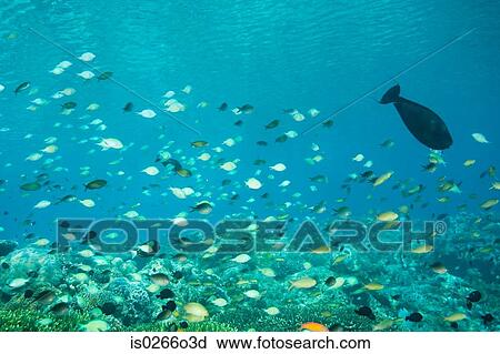 Stock Image - Fish swimming off sipadan island. Fotosearch