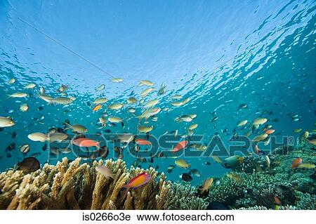 Fish swimming off sipadan island View Large Photo Image Stock Image - Fish swimming off sipadan island. Fotosearch