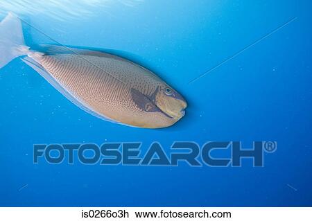 Stock Image - Fish swimming off sipadan island. Fotosearch