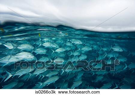 Fish swimming off sipadan island View Large Photo Image Stock Image - Fish swimming off sipadan island. Fotosearch