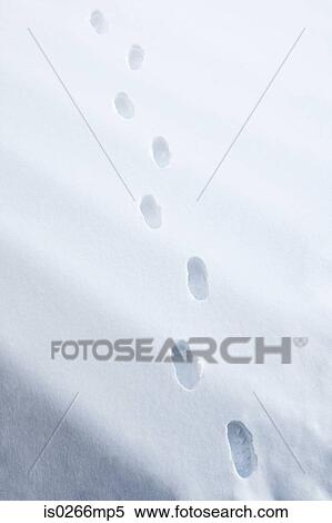 Footprints in the snow View Large Photo Image Stock Photography - Footprints in the snow. Fotosearch