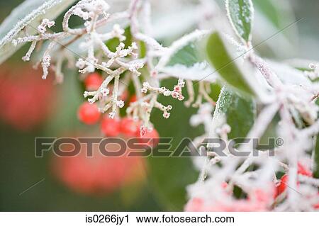 Frost covered berries View Large Photo Image Stock Image - Frost covered berries. Fotosearch