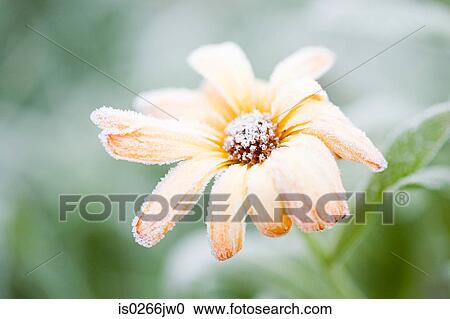 Frost on an orange flower View Large Photo Image Stock Image - Frost on an orange flower. Fotosearch