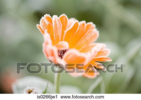 Frost on an orange flower View Large Photo Image Stock Image - Frost on an orange flower. Fotosearch