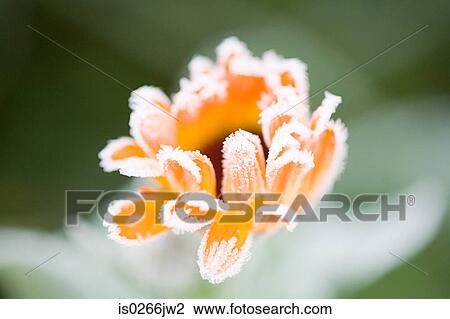 Frost on an orange flower View Large Photo Image Stock Image - Frost on an orange flower. Fotosearch