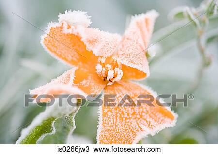 Frost on an orange flower View Large Photo Image Stock Image - Frost on an orange flower. Fotosearch