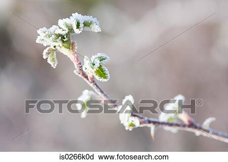 Frost on branch View Large Photo Image Stock Image - Frost on branch. Fotosearch